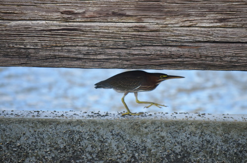Green Heron photographed in Kentucky