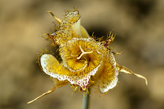 Calochortus fimbriatus