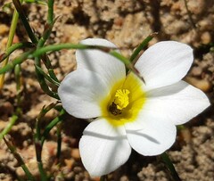 Moraea angulata