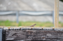 Leiocephalus carinatus