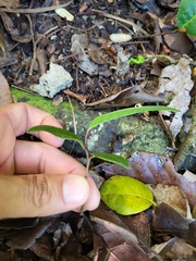 Ottoschulzia rhodoxylon