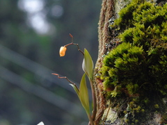 Coelogyne miniata