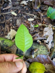 Ottoschulzia rhodoxylon