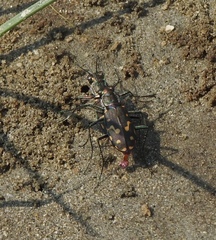 Cicindela haemorrhagica