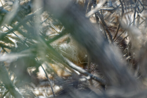 iNaturalist observation photo of Virginia Opossum