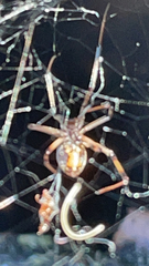 Latrodectus geometricus