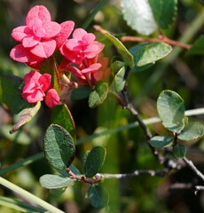 Exobasidium vaccinii-uliginosi