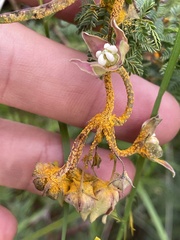 Uromyces asclepiadis