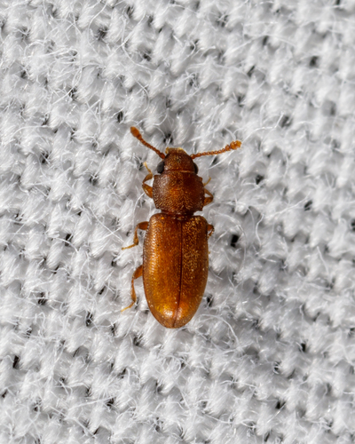 Foreign grain beetle photo 2