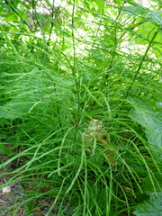 Equisetum pratense