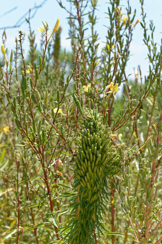 iNaturalist observation photo of tall evening primrose