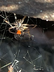 Latrodectus geometricus