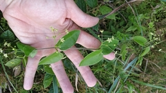 Vincetoxicum hirsutum