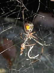 Latrodectus geometricus