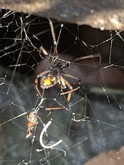 Latrodectus geometricus