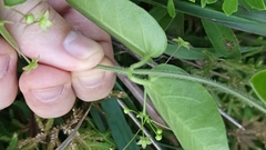 Vincetoxicum hirsutum