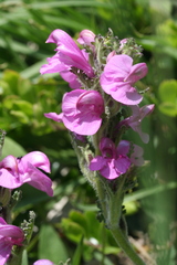 Pedicularis gyroflexa