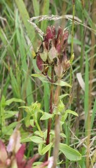 Pedicularis lanceolata