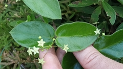 Vincetoxicum hirsutum