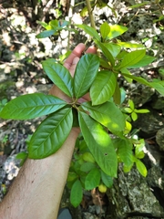 Gesneria pedunculosa