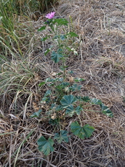 Malva sylvestris