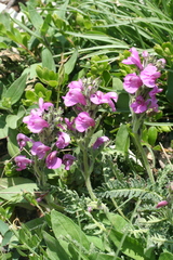 Pedicularis gyroflexa