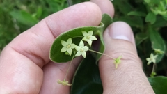 Vincetoxicum hirsutum