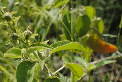 Croton ciliatoglandulifer