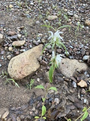 Monarda pectinata