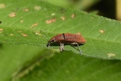 Lixus impressiventris