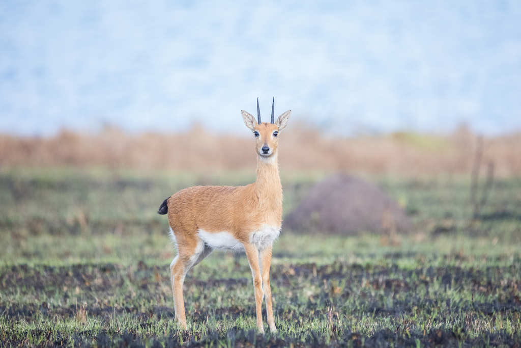 Southern Oribi
