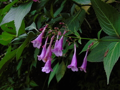 Strobilanthes hamiltoniana