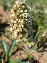 Echiostachys incanus