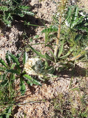 Echiostachys incanus