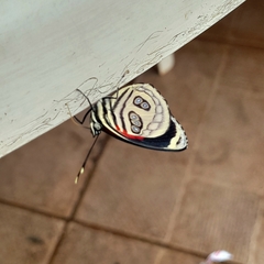 Catagramma pygas thamyras