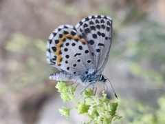 Scolitantides orion