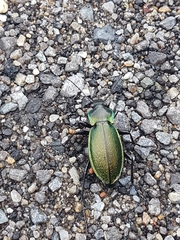 Carabus scheidleri