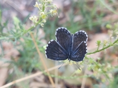 Scolitantides orion