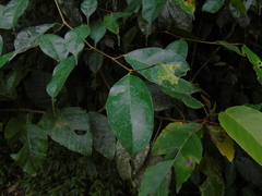 Ficus sinuata