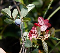 Exobasidium vaccinii-uliginosi