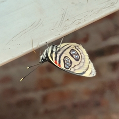 Catagramma pygas thamyras