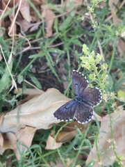 Scolitantides orion