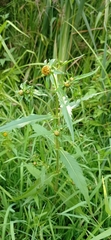 Bidens cernua