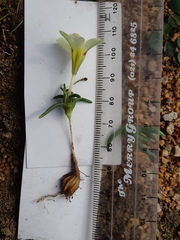 Moraea angulata