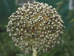 Allium porrum