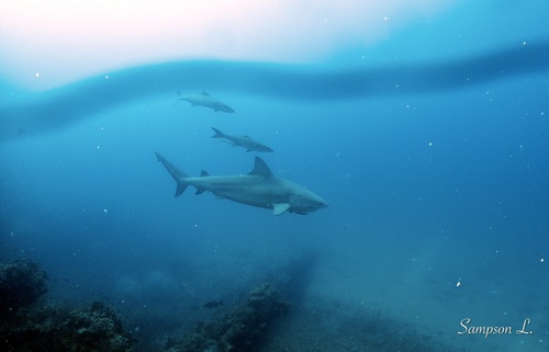 Bull shark