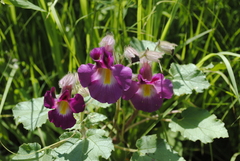 Proboscidea louisianica fragrans