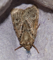 Sideridis reticulata