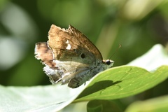 Odontoptilum angulata