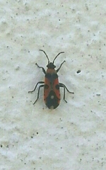 Horvathiolus superbus